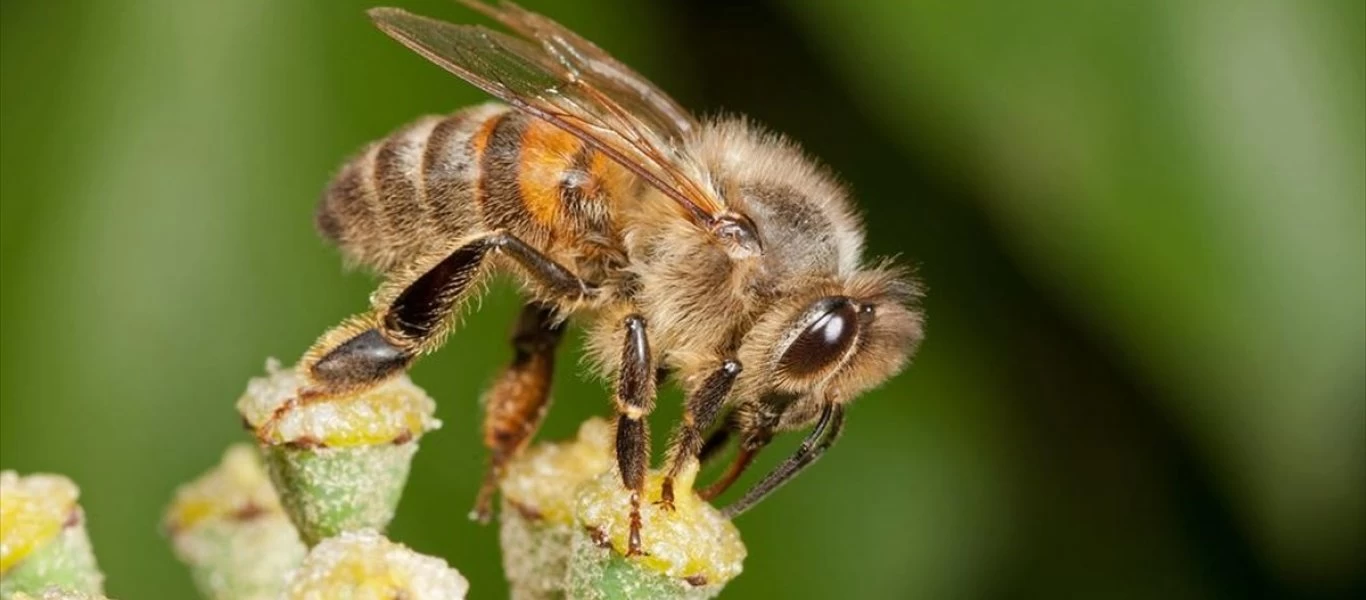 Ζάκυνθος: Mέλισσες σκότωσαν άνδρα - Έπαθε αλλεργικό σοκ από τα τσιμπήματα